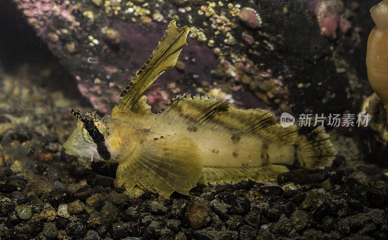 帆鳍sculpin (nauchthys oculofasciatus, lit.)“眼带水手鱼”)是海鸦科的蝎形海鱼的一种。